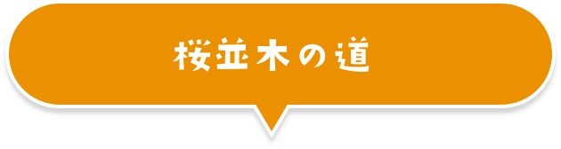 桜並木の道